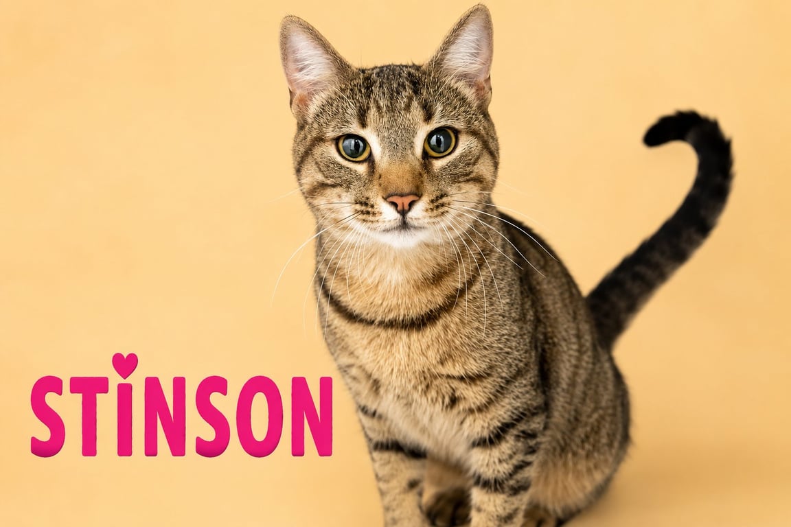 Stinson (FCID# 06/22/2026 - 12 Trainer) Image