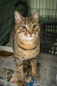 Stinson (FCID# 06/22/2026 - 12 Trainer) - Photo 2