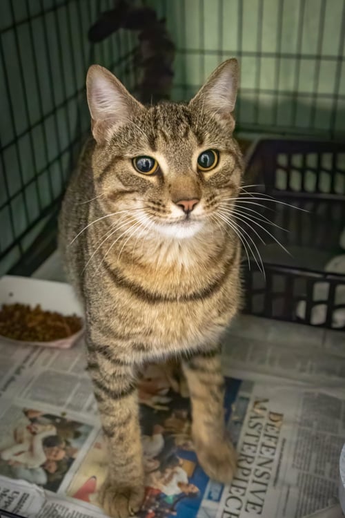 STINSON (FCID# 06/22/2026 - 12 TRAINER) - Tabby available for adoption