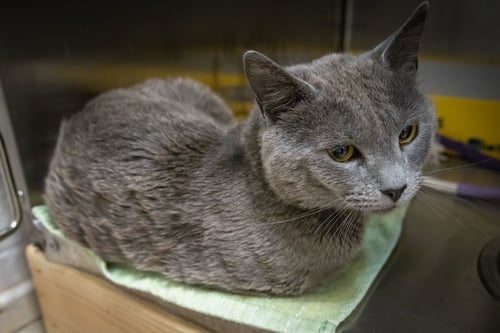 ROBINSON (FCID# 05/26/2026 - 34 TRAINER) - Domestic Short Hair available for adoption