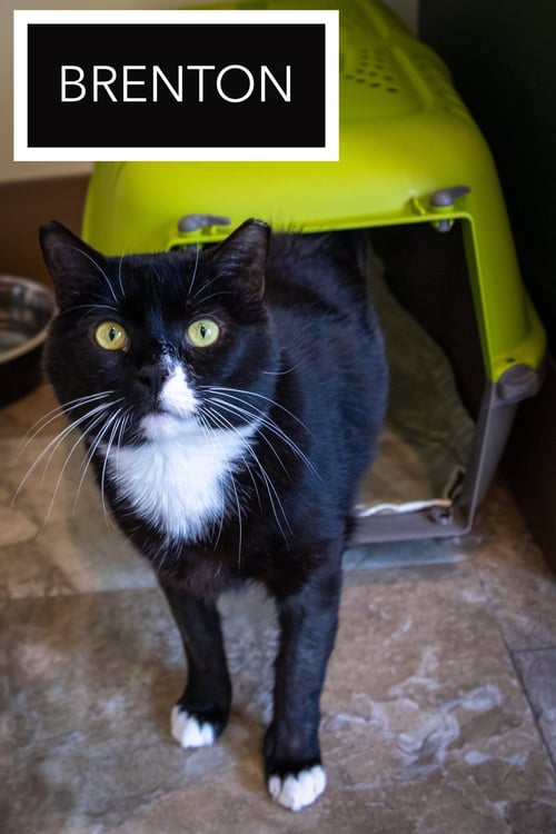 BRENTON  (FCID# 04/28/25-32) C, SN Z/D FOOD - Tuxedo available for adoption