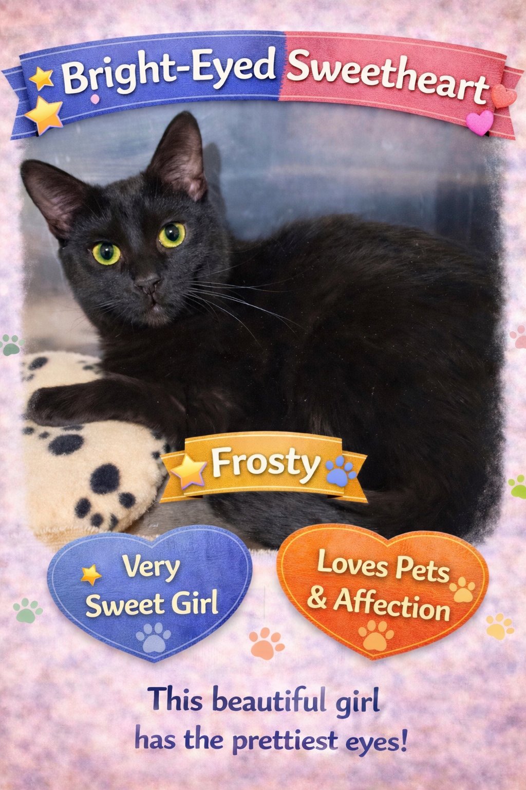 FROSTY: FOSTER REQUESTED (FCID# 5/12/25-63 TRAIN - Domestic Short Hair available for adoption