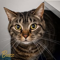 Buzz & Jesse: Bonded (FCID# 08/14/2024-2,4 Trainer - Photo 3