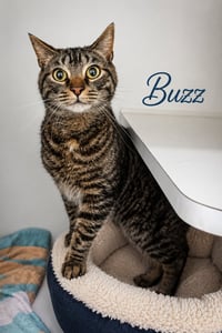 Buzz & Jesse: Bonded (FCID# 08/14/2024-2,4 Trainer - Photo 4