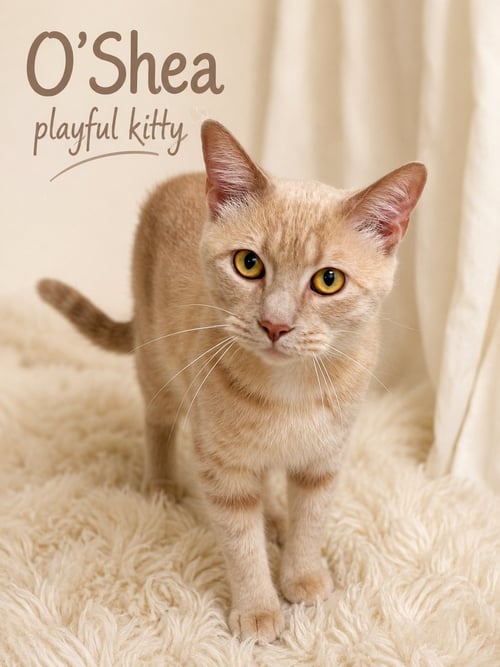 O'SHEA (FCID# 06/19/2026 - 108) WILLOW GROVE - Tabby available for adoption