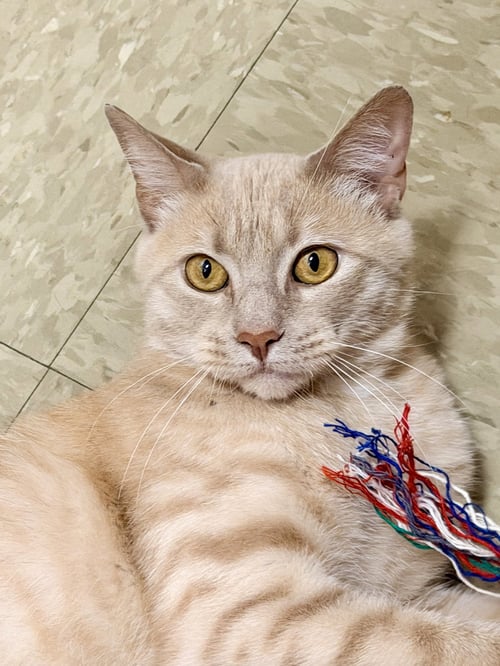 O'SHEA (FCID# 06/19/2026 - 108) WILLOW GROVE - Tabby available for adoption