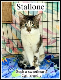 Stallone (FCID #03/27/2026 - 102) Willow Grove - Photo 1
