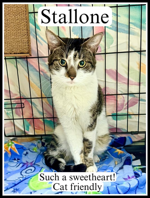 STALLONE (FCID #03/27/2026 - 102) WILLOW GROVE - Tabby available for adoption