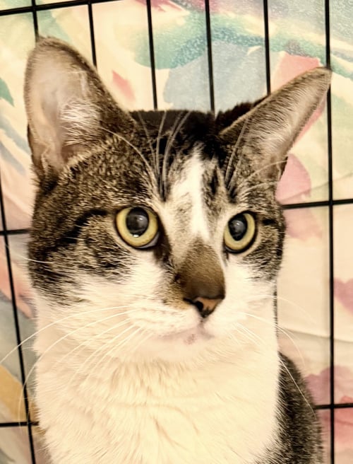 STALLONE (FCID #03/27/2026 - 102) WILLOW GROVE - Tabby available for adoption
