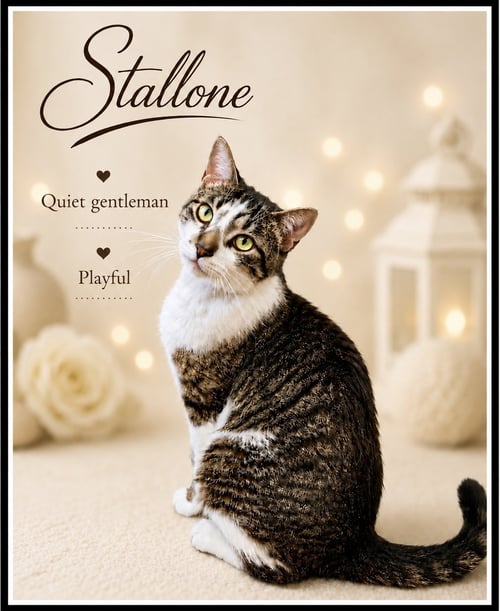 STALLONE (FCID #03/27/2026 - 102) WILLOW GROVE - Tabby available for adoption