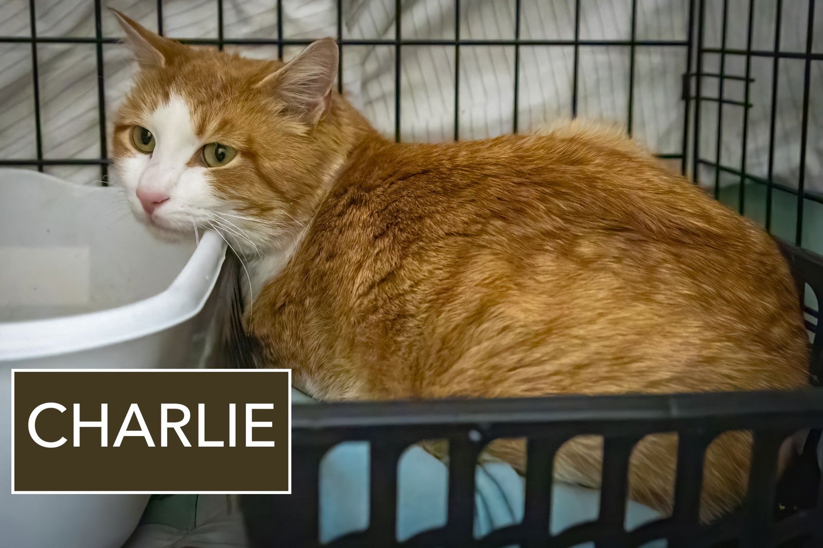 CHARLIE (FCID# 01/07/2026 - 48 TRAINER) - Tabby available for adoption