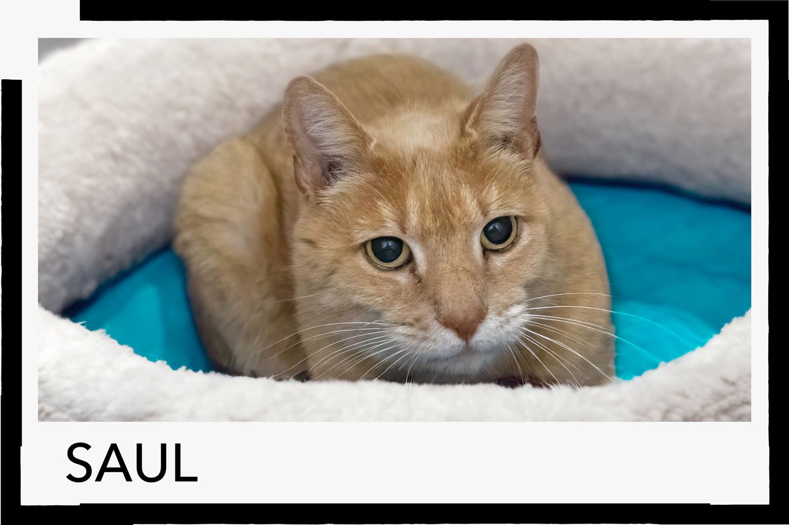 SAUL (FCID# 12/08/2025 - 15 MILLSBORO PS) - Tabby available for adoption