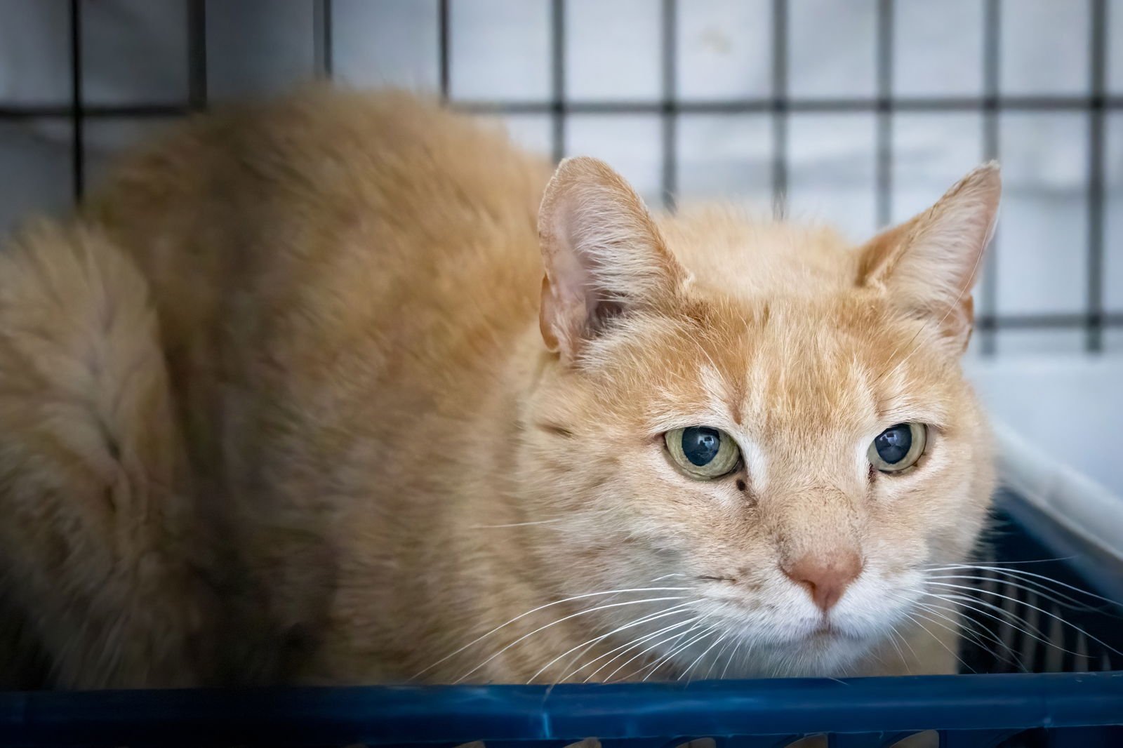 SAUL (FCID# 12/08/2025 - 15 MILLSBORO PS) - Tabby available for adoption