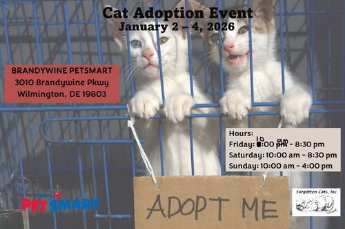 BRANDYWINE PETSMART CAT ADOPTION EVENT MAY 29-31 - Domestic Short Hair for adoption in Wilmington