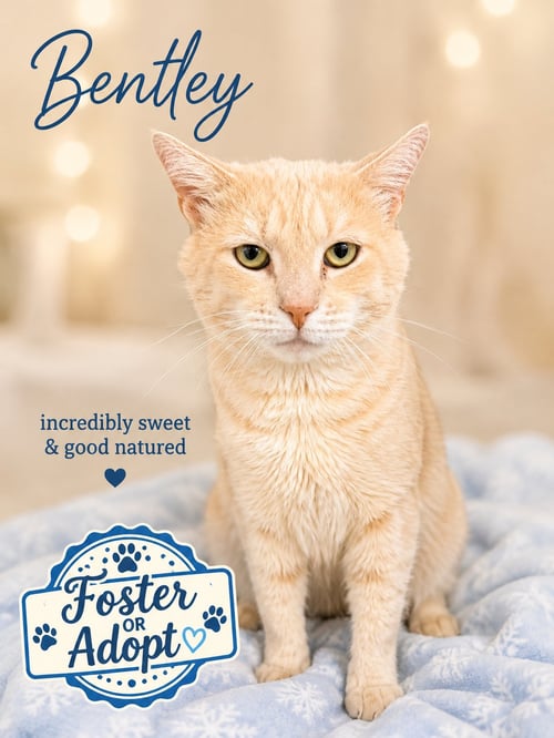BENTLEY (FCID# 07/14/2026 - 131) WILLOW GROVE - American Shorthair available for adoption