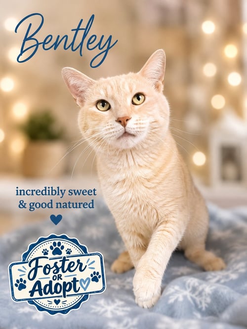 BENTLEY (FCID# 07/14/2026 - 131) WILLOW GROVE - American Shorthair available for adoption