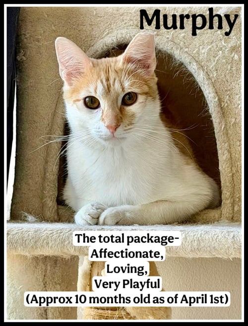 MURPHY (FCID# 10/03/2025-102 WILLOW GROVE PS) - Domestic Short Hair / Tabby available for adoption