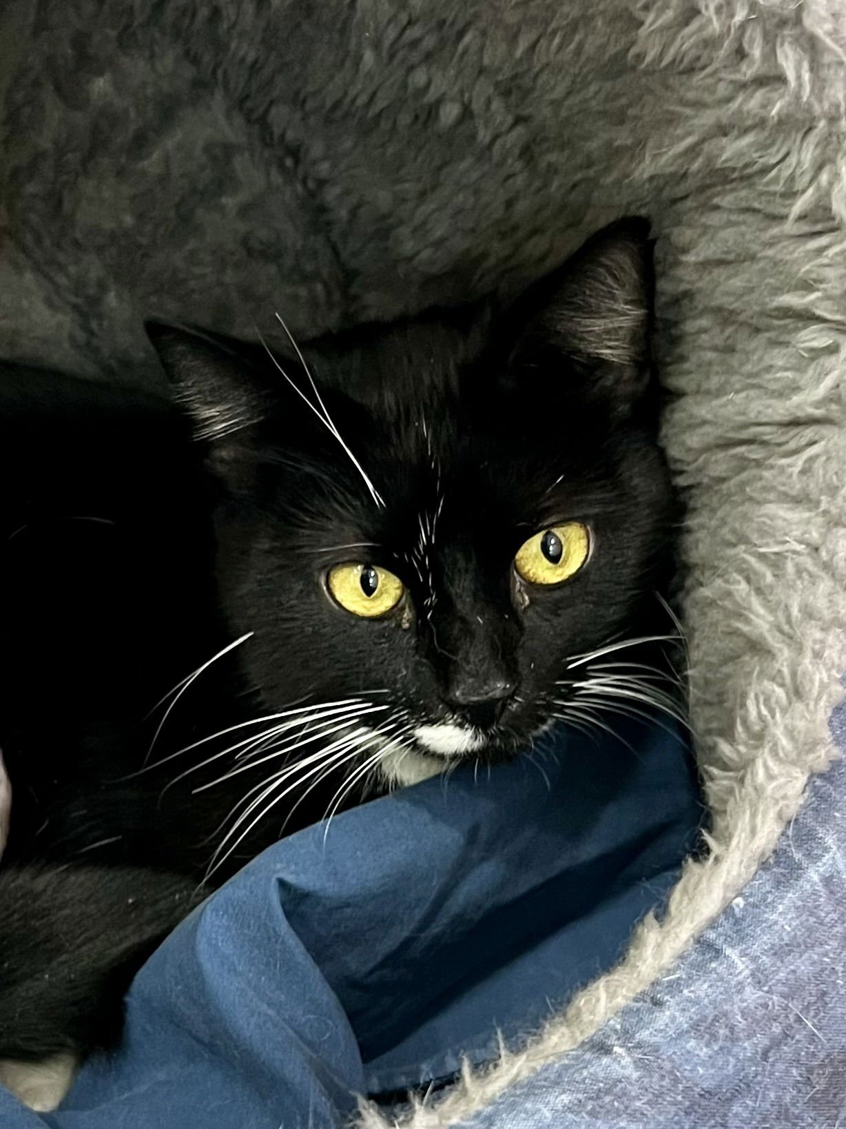 RUBY (FCID# 12/15/2025 - 70 TRAINER) - Domestic Short Hair available for adoption