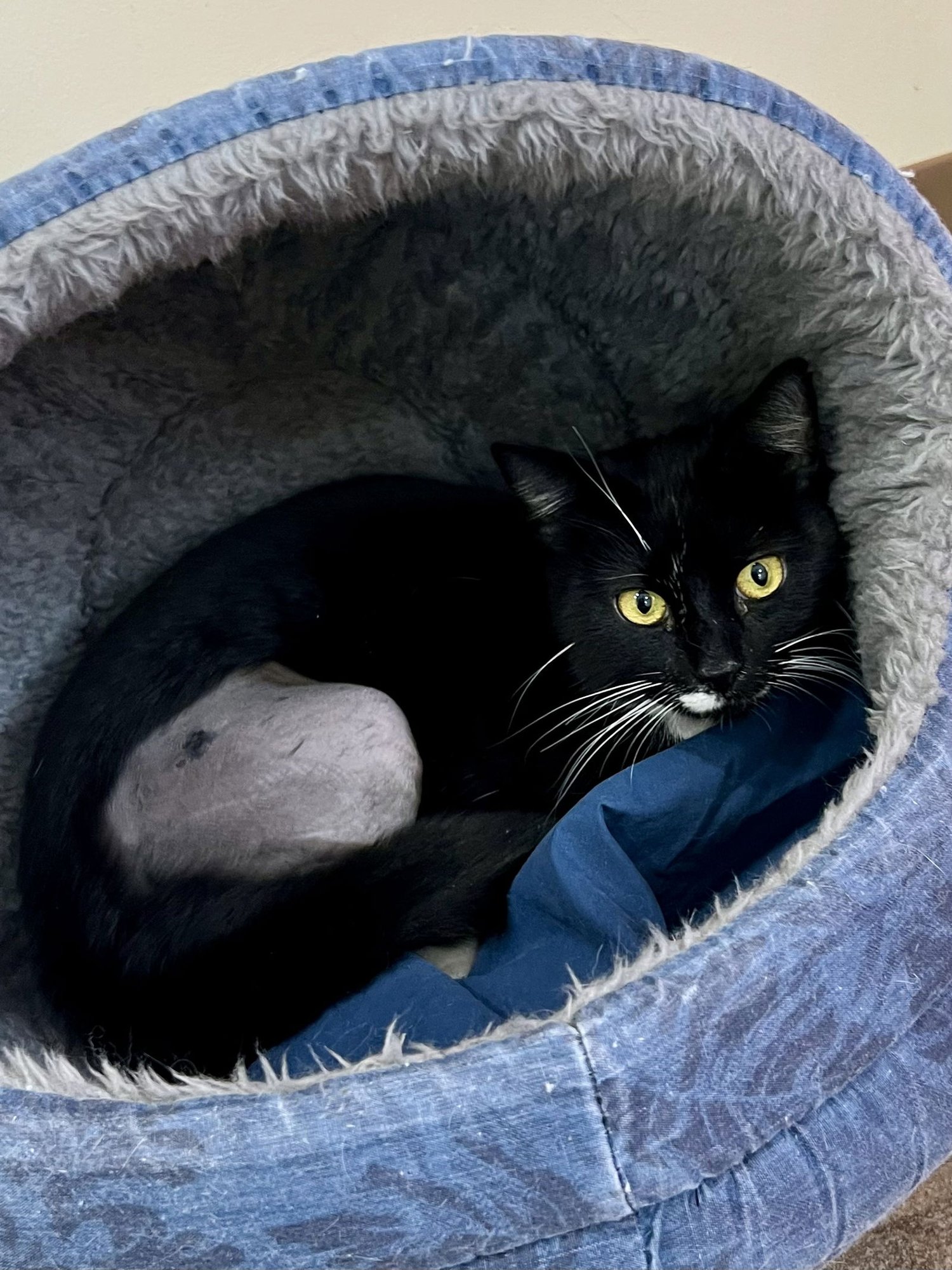 RUBY (FCID# 12/15/2025 - 70 TRAINER) - Domestic Short Hair available for adoption