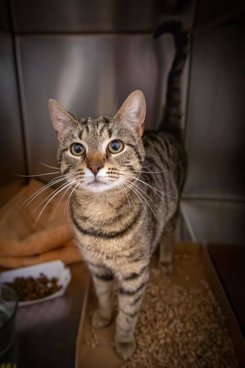 CROCKETT (FCID# 05/26/2026 - 52 TRAINER) - Tabby available for adoption