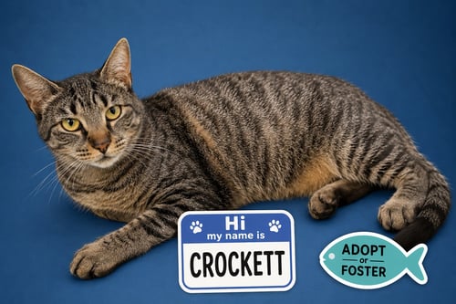 CROCKETT (FCID# 05/26/2026 - 52 TRAINER) - Tabby available for adoption