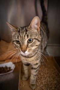Crockett (FCID# 05/26/2026 - 52 Trainer) - Photo 4