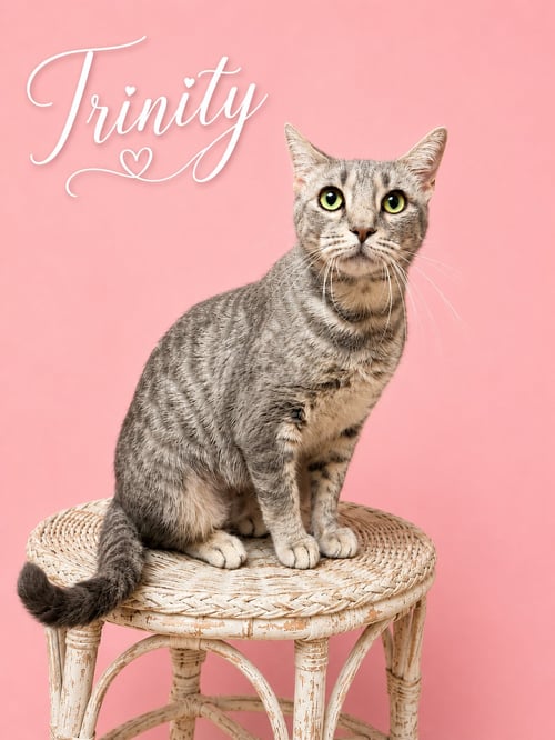 TRINITY (FCID# 5/12/2026-115) JENKINTOWN PS - Tabby available for adoption
