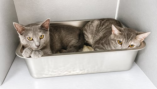 TOFFEE & TAFFY (FCID# 06/29/26-61,63 WEST CHESTER - Domestic Short Hair available for adoption