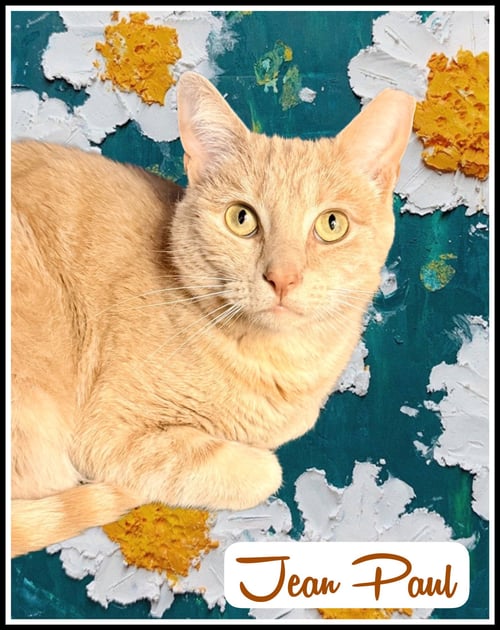 JEAN PAUL (FCID# 01/12/2026 - 82) WILLOW GROVE - Tabby available for adoption
