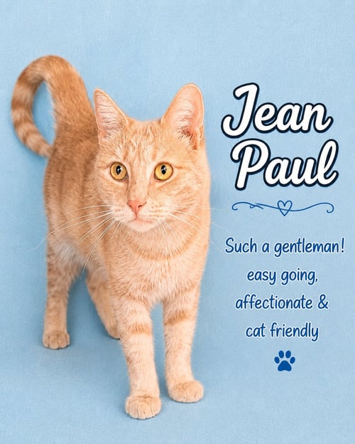 JEAN PAUL (FCID 1/12/26-82) WILLOW GROVE PA - Tabby available for adoption