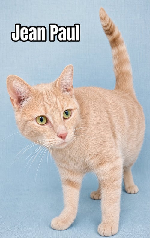JEAN PAUL (FCID 1/12/26-82) WILLOW GROVE PA - Tabby available for adoption