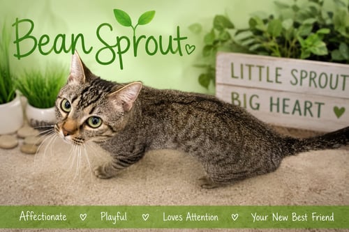 BEAN SPROUT (FCID# 05/11/2026 - 31 BROOKHAVEN PS) - Tabby available for adoption