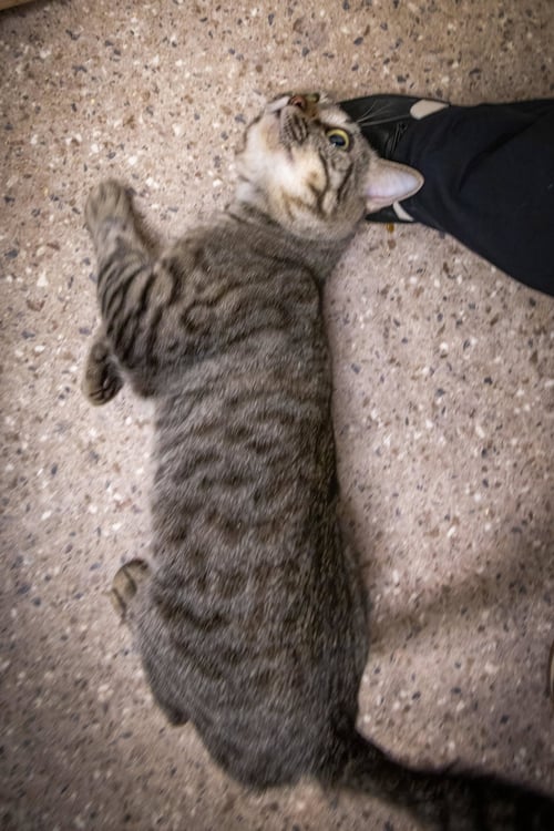 BEAN SPROUT (FCID# 05/11/2026 - 31 BROOKHAVEN PS) - Tabby available for adoption