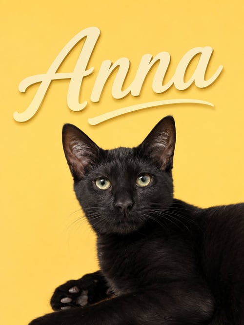ANNA (FCID# 06/11/2026 - 26 MIDDLETOWN PS) - Domestic Short Hair available for adoption