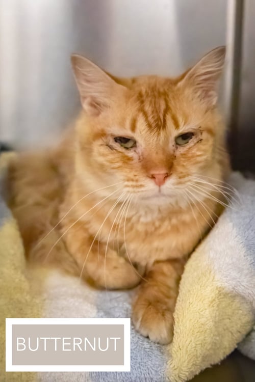 BUTTERNUT (FCID# 05/11/2026 - 33) - Tabby available for adoption