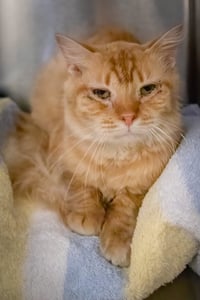 Butternut (FCID# 05/11/2026 - 33) - Photo 3