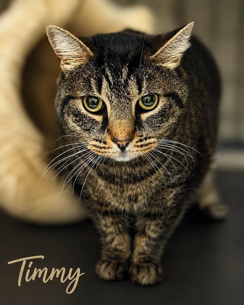 TIMMY (FCID# 06/17/2026-158) WILLOW GROVE - Tabby available for adoption