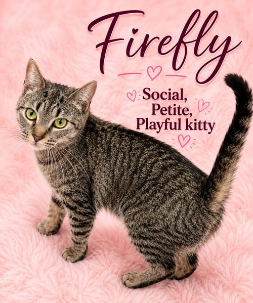 FIREFLY (FCID# 05/26/2026 - 125) WILLOW GROVE - Tabby available for adoption