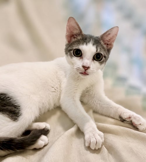 BUCKY (FCID# 06/24/2026 - 147) - Domestic Short Hair / Tabby available for adoption