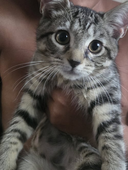 TRINKET (FCID# 06/24/2026 - 4) KC - Tabby for adoption in Wilmington