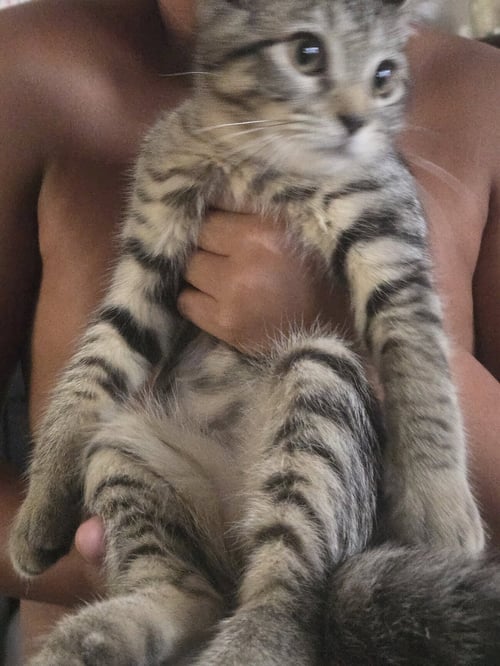 TRINKET (FCID# 06/24/2026 - 4 BROOKHAVEN PS) KC - Tabby available for adoption