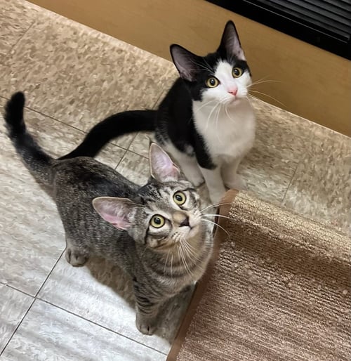 TRINKET (FCID# 06/24/2026 - 4 GLEN MILLS PS) KC - Tabby available for adoption
