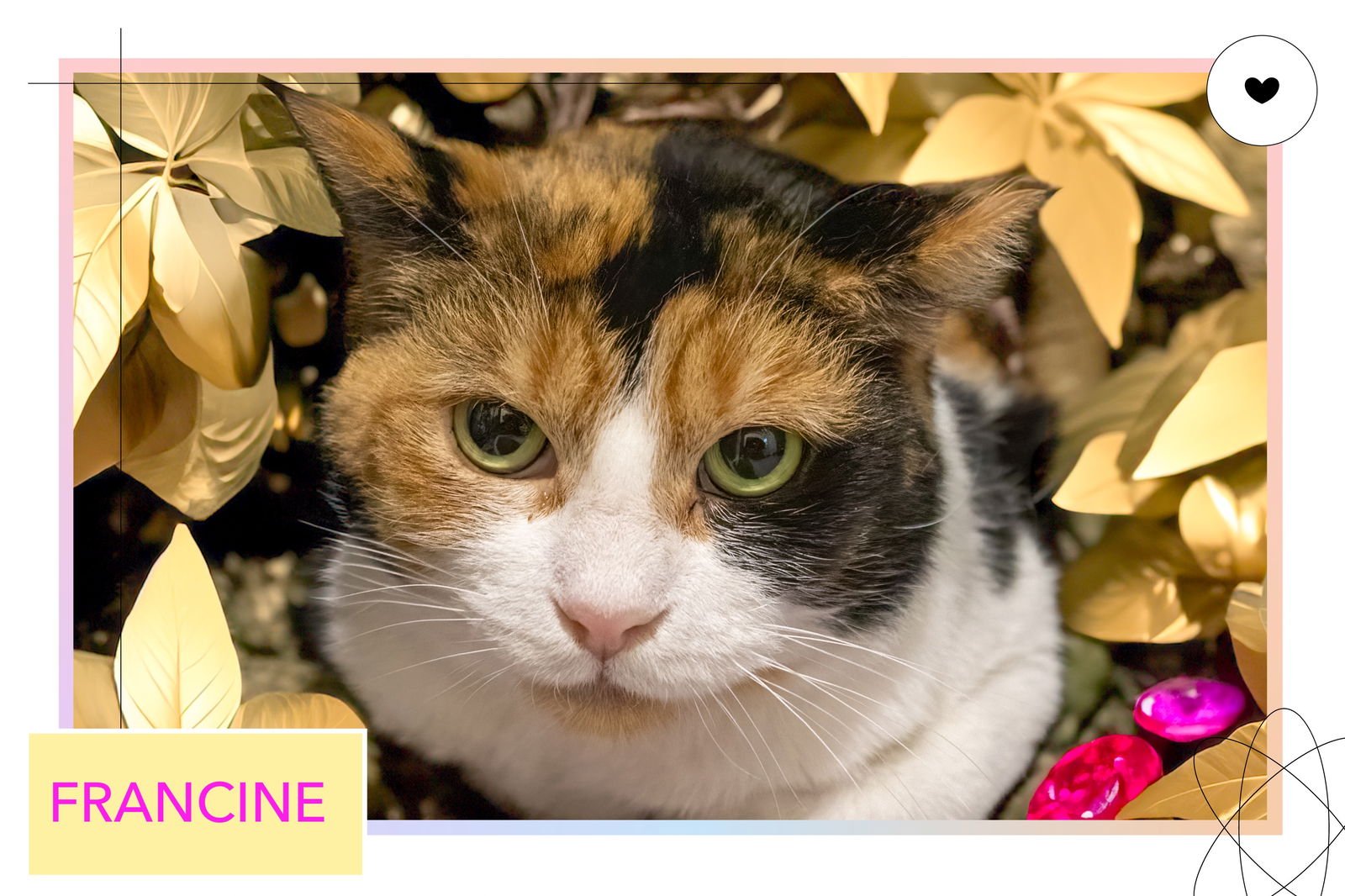 FRANCINE (FCID# 01/12/2026 - 79 TRAINER) - Calico / Tabby available for adoption
