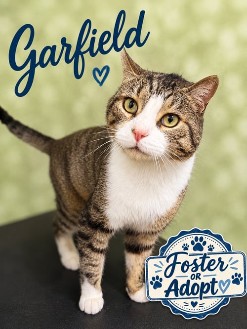 GARFIELD (FCID# 07/14/2026 - 130) WILLOW GROVE - Domestic Short Hair available for adoption