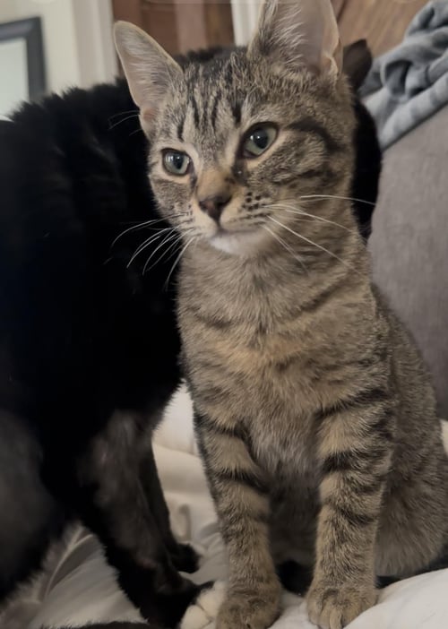 DUNKIN (FCID# 12/18/2025 - 8) C - Tabby available for adoption