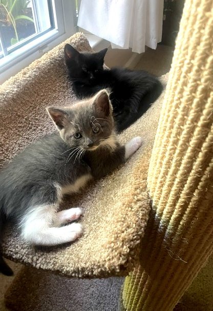 ARIEL,JASMINE (FCID# 7/20/26-69,72 CHRISTIANA PS) - Domestic Short Hair available for adoption