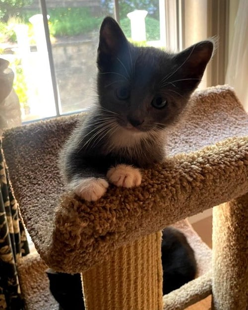 ARIEL,JASMINE (FCID# 7/20/26-69,72 CHRISTIANA PS) - Domestic Short Hair available for adoption
