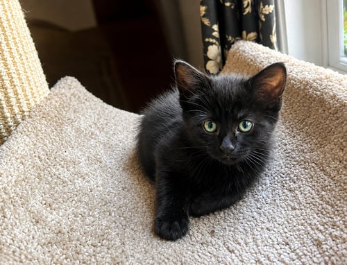 JASMINE (FCID# 07/20/2026 - 72 CHRISTIANA PS) - Domestic Short Hair available for adoption