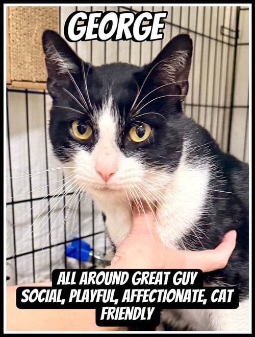 GEORGE, WILLOW GROVE, PA (FCID#03/13/2026 - 102) - Tuxedo available for adoption