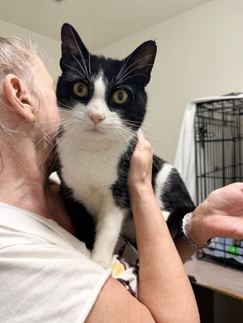 GEORGE, WILLOW GROVE, PA (FCID#03/13/2026 - 102) - Tuxedo available for adoption